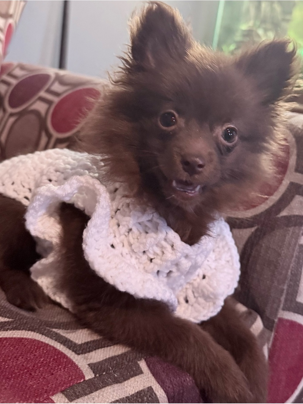Fancy dog dress